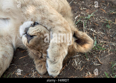 Lion (Panthera leo) cub on ranch, sleeping, captive, South Africa Stock Photo