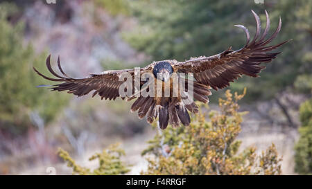 Bearded vulture (Gypaetus barbatus), Old World vulture, approaching to land, Alps, Pyrenees, Catalonia, Spain Stock Photo