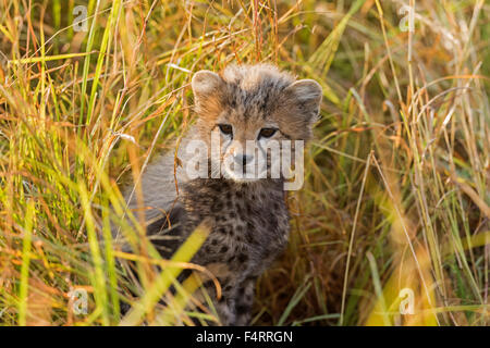 Cheetah (Acinonyx jubatus), six-week-old cheetah cub sitting on grass, Maasai Mara National Reserve, Narok County, Kenya Stock Photo