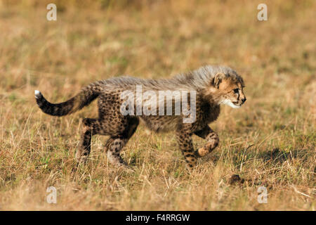 Cheetah (Acinonyx jubatus), six-week-old cheetah cub exploring its surroundings, Maasai Mara National Reserve, Narok County Stock Photo