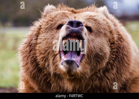 grizzly bear, ursus arctos, bear, animal, USA, head