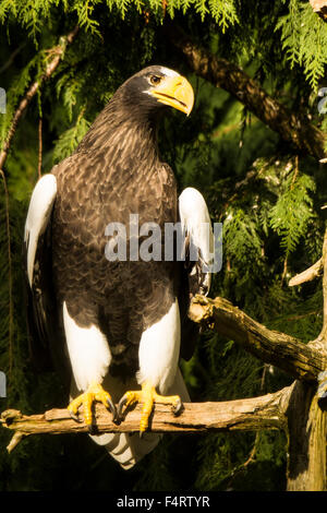 steller's; sea eagle, Haliaeetus pelagicus, eagle, bird, Stock Photo