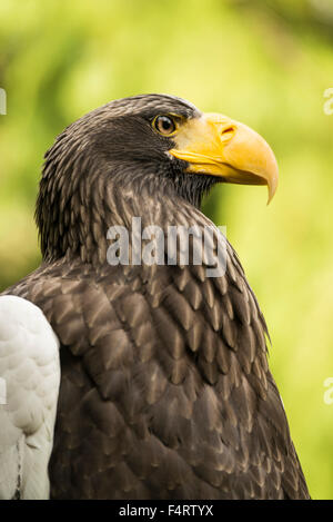 steller's; sea eagle, Haliaeetus pelagicus, eagle, bird, Stock Photo