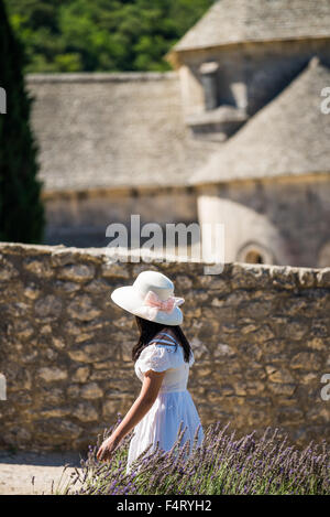 Tourist in the field, Abbaye de Senanque, near Gordes, the Vaucluse, Provence, France Stock Photo