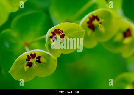 Euphorbia x martini (Spurge). Close-up of flowers in May. Somerset UK. Stock Photo