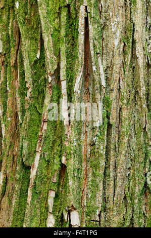 Ulmus x Hollandica 'Vegeta' 'Dutch Elm cv.'. Close up of bark. Gloucestershire UK. Stock Photo