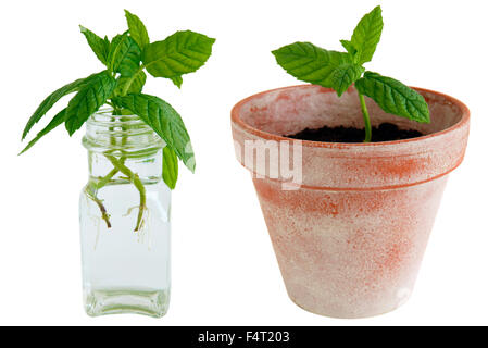 Mint cuttings rooting in water and potted. Stock Photo