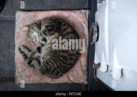 A cat fast asleep next to an old kitchen range Stock Photo