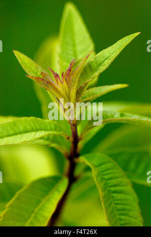 Aloysia triphylla (Lemon Verbena) Culinary herb Close up of aromatic foliage in June Somerset UK Stock Photo