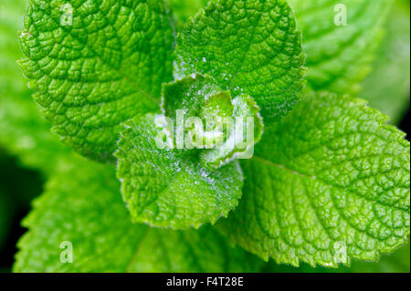 Mentha suaveolens (Applemint) Culinary herb. Close up of morning dew on leaves in May Somerset UK Stock Photo