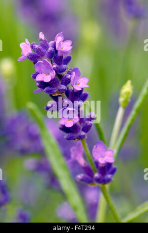 Lavandula angustifolia 'Hidcote' (Lavender). Herb. Close-up of vivid purple flower and buds, in July.' Somerset. Stock Photo