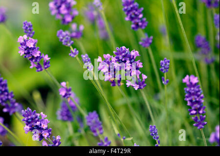 Lavandula angustifolia 'Hidcote' (Lavender). Herb. Close-up of aromatic foliage and vivid purple flowers in July. Somerset Stock Photo