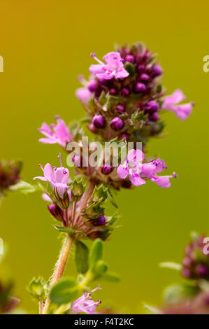 Thymus serpyllum 'Russettings' (Thyme). Alpine, Creeping Thyme. Close up of purple-pink flowers and buds in June. Somerset UK. Stock Photo