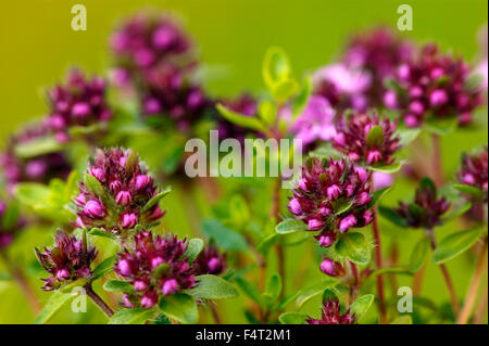 Thymus serpyllum 'Russettings' (Thyme). Alpine, Creeping Thyme. Close up of purple-pink flowers and buds in June. Somerset UK. Stock Photo