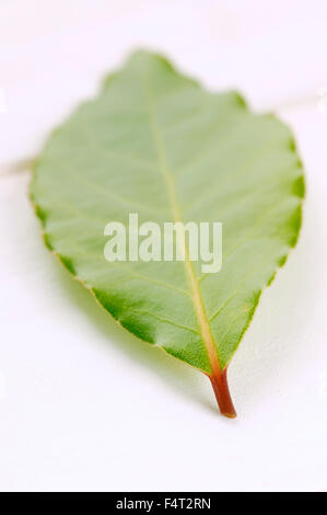 Single bay leaf.  Laurus nobilis (Bay Laurel). Stock Photo