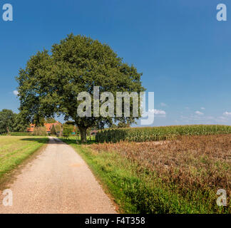 Netherlands, Holland, Varsseveld, Gelderland, Free standing, tree, landscape, field, meadow, trees, summer, Stock Photo