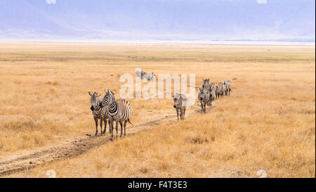 Group of zebras walking thorugh the Ngorongoro Crater in Africa, in the rain.