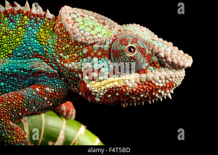 Blue bar panther chameleon climbing on bamboo Stock Photo