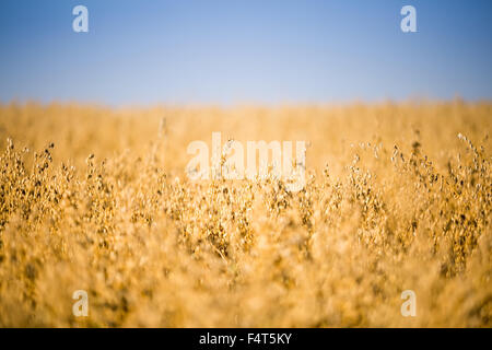 yellow oat field under blue sky Stock Photo