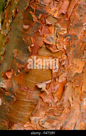 Acer Griseum (Paperbark Maple). Close up of peeling bark. March. Gloucestershire UK. Stock Photo