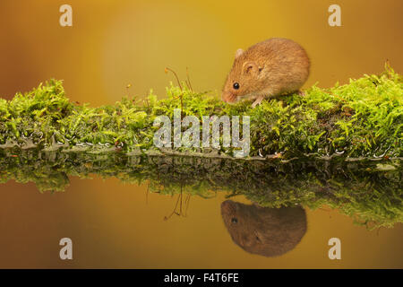 A cute little harvest mouse in a reflection pool Stock Photo