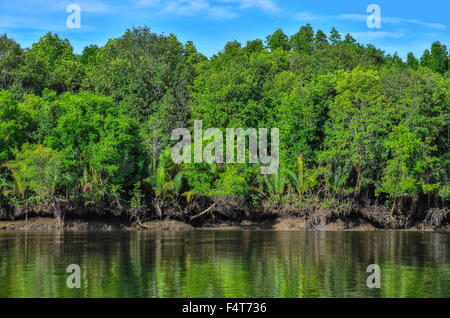 mangroves growing Stock Photo