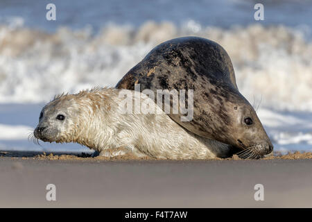 Atlantic Grey Seal, cow & pup Stock Photo