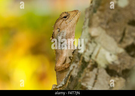 Eidechse, Lizard, Lacertidae Stock Photo