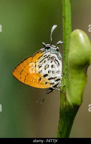 Bläuling, gossamer-winged butterflies, Lycaenidae Stock Photo