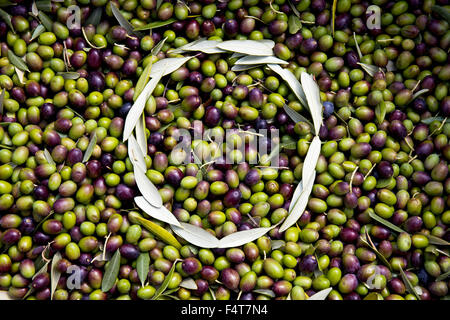 O capital letter made of olive tree leaves on a black and green olives texture background. Stock Photo