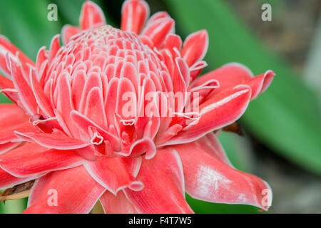 Close up, red Torch Ginger Stock Photo