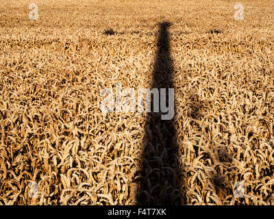 Cross Shaped Telegraph Pole Shadow on a Wheat Field near Beadnell Northumberland England Stock Photo