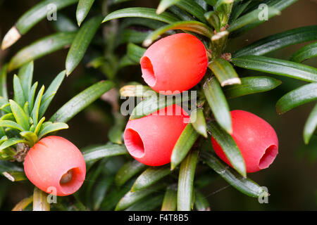 Poisonous Autumn berries of the upright Irish Yew, Taxus baccata 'Fastigiata' Stock Photo