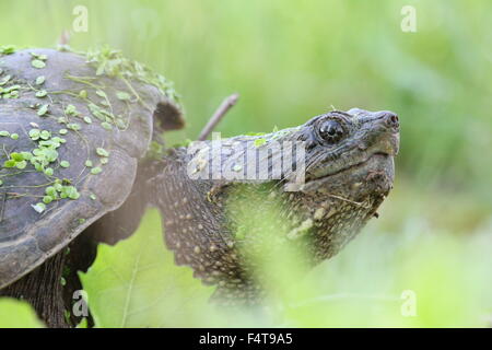 Snapping turtle with leaves and algae.