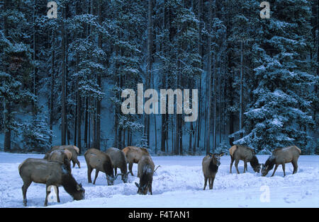 Elk, (Cervus elaphus) Banff, National Park,  Alberta, Canada Stock Photo