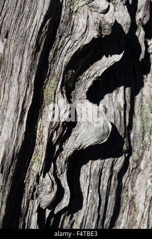 Wooden body of a dead pine Stock Photo