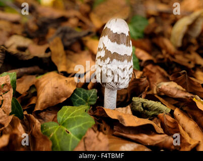 magpie inkcap in the beech forest, Stock Photo
