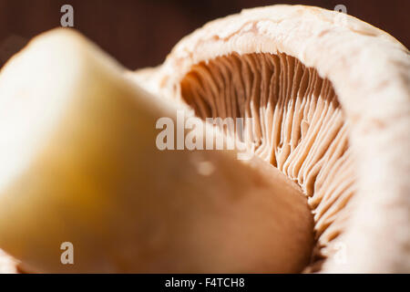 Close-up of underside of champignon mushroom Stock Photo