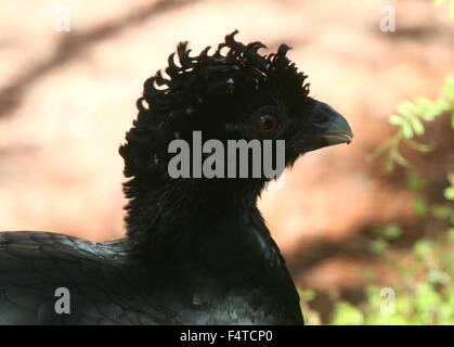 Female Brazilian Red billed or Red knobbed Curassow (Crax blumenbachii) Stock Photo