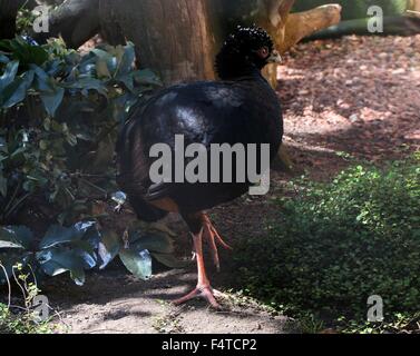 Female South American Red billed or Red knobbed Curassow (Crax blumenbachii), native to  Brazil's lowland Atlantic Forests Stock Photo