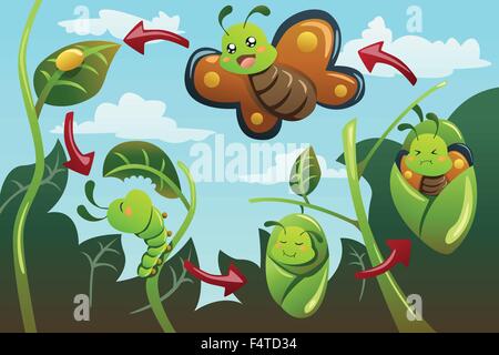 A vector illustration of life cycle of the butterfly Stock Vector