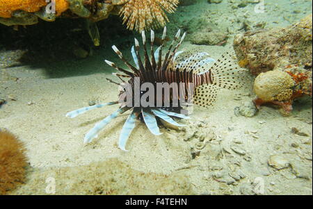 Red lionfish, Pterois volitans, invasive fish in the Caribbean sea, Panama, Central America Stock Photo