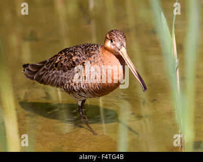 Black-tailed godwit standing in water Stock Photo