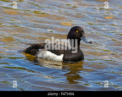 Male tufted duck swimming Stock Photo