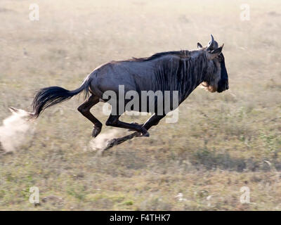 Blue wildebeest running, brindled gnu Stock Photo