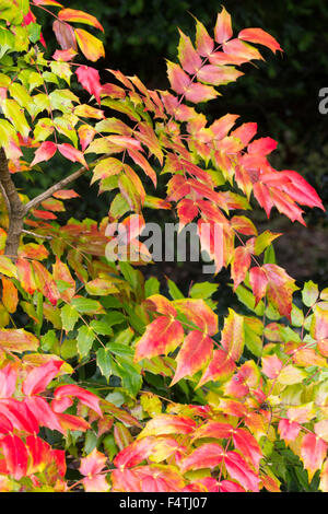 Red autumn foliage of the spiky leaved, winter flowering shrub, Mahonia japonica Stock Photo