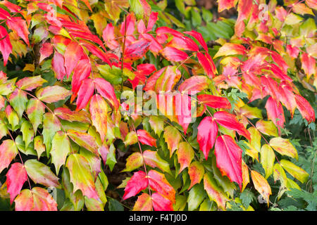 Red autumn foliage of the spiky leaved, winter flowering shrub, Mahonia japonica Stock Photo