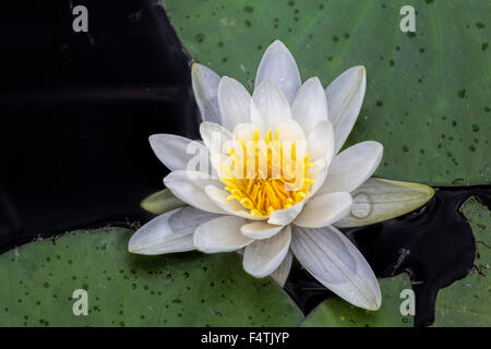 Flowering Dutch water lily (  Nymphaeaceae ) on Dutch Lake in Clearwater, British Columbia, Canada, North America. Stock Photo