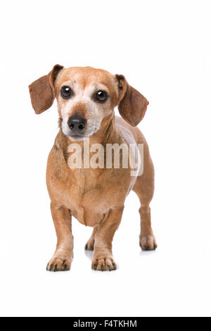 dachshund in front of a white background Stock Photo