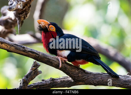 bearded barbet, Lybius dubius, bird, barbet, Stock Photo